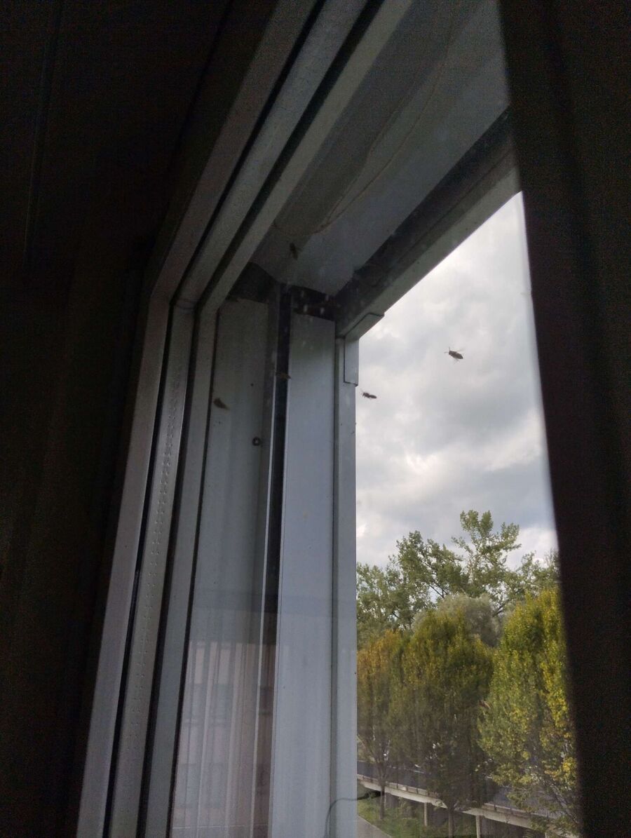 exterminateur d insectes a-Delley-Portalban.jpg