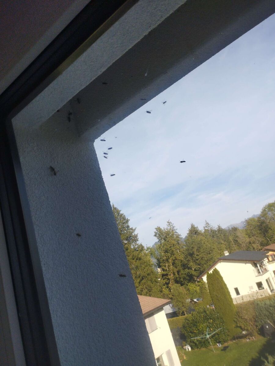 exterminateur d insectes a-Anières.jpg