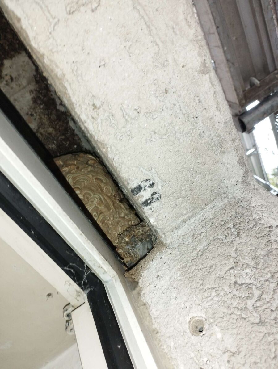 exterminateur d insectes a-Estavayer.jpg