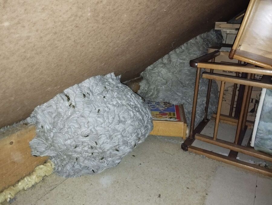 exterminateur d insectes a-Fräschels.jpg