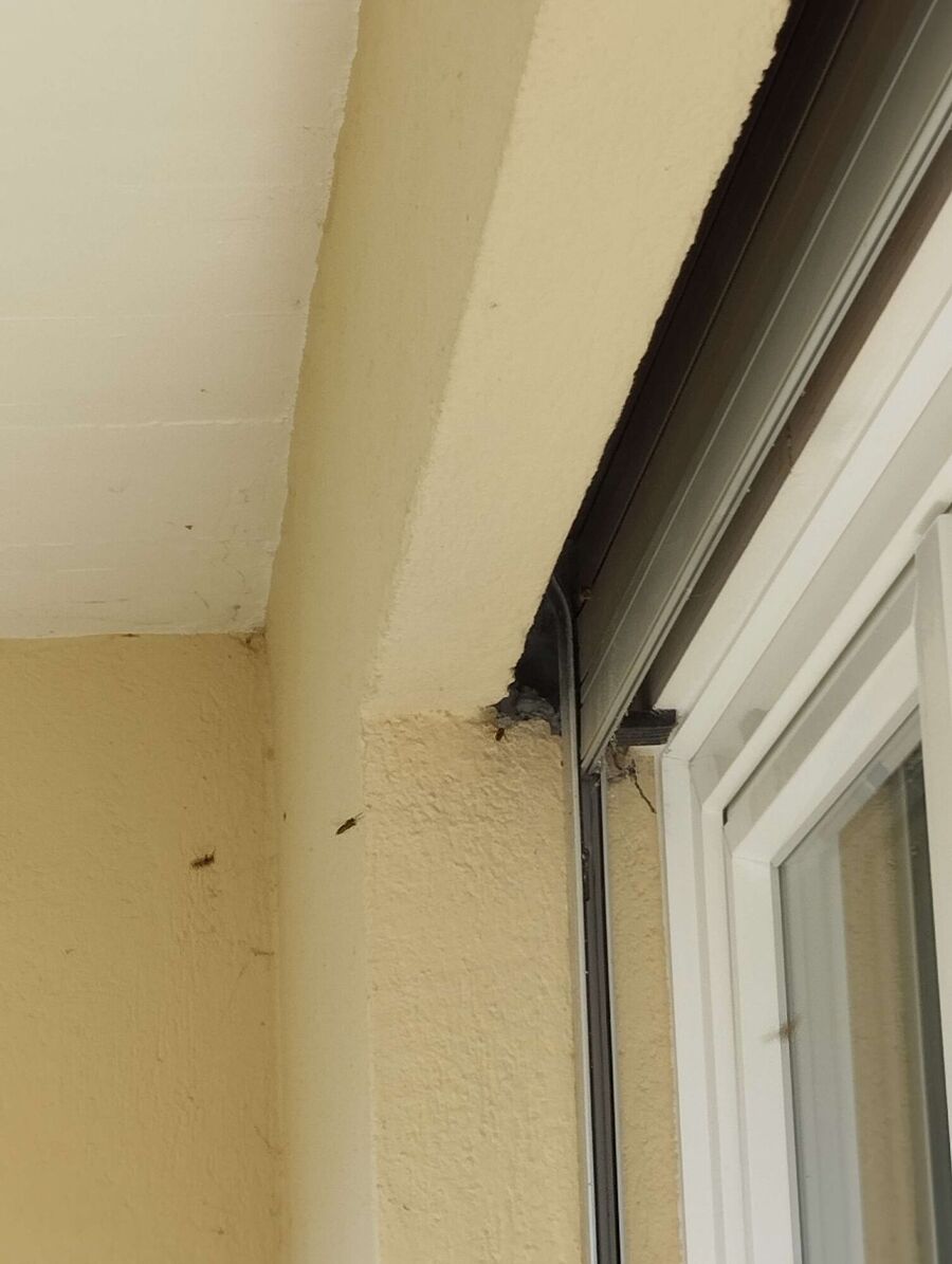 exterminateur d insectes a-Fribourg.jpg