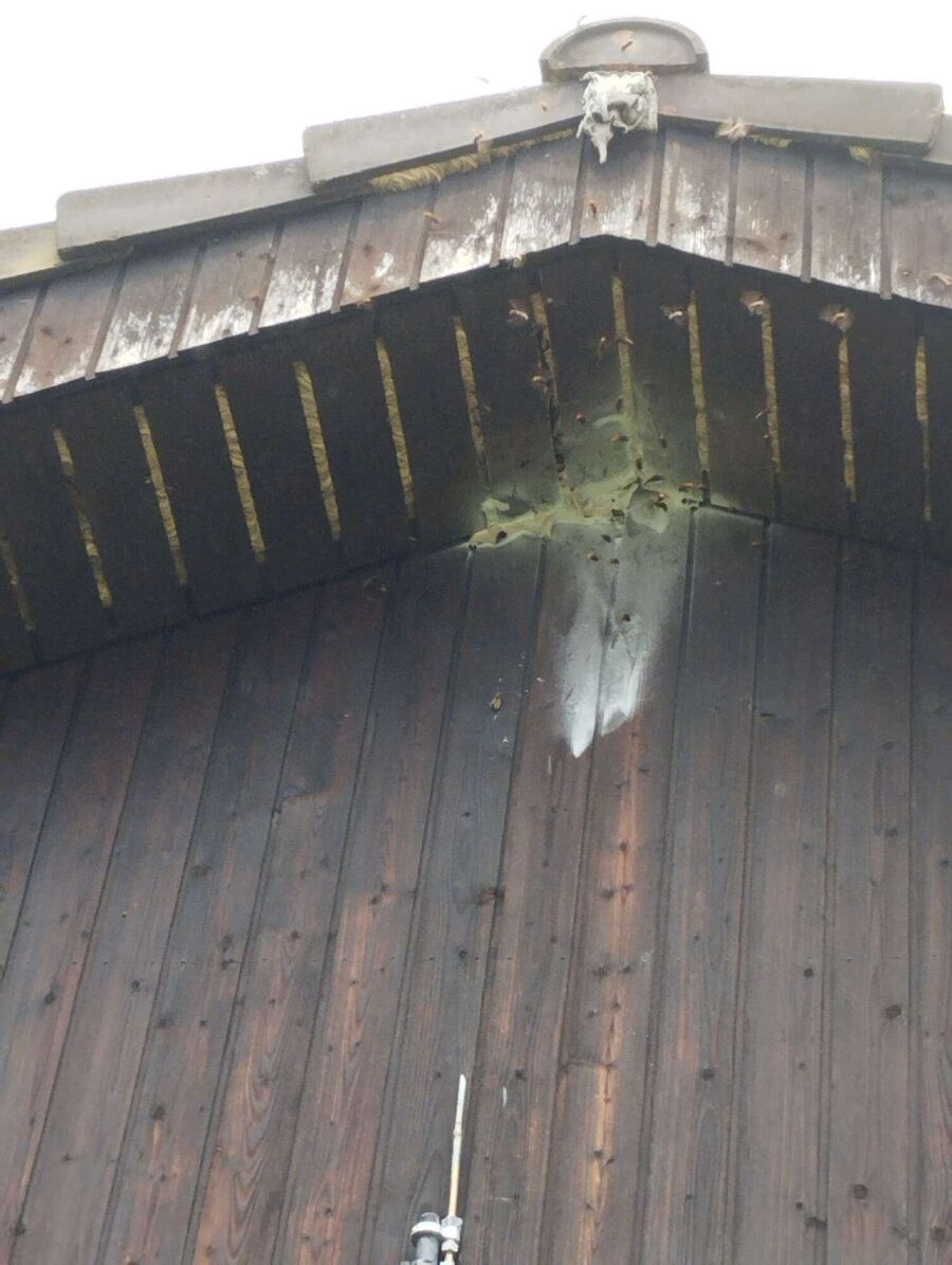 exterminateur d insectes a-Gibloux.jpg