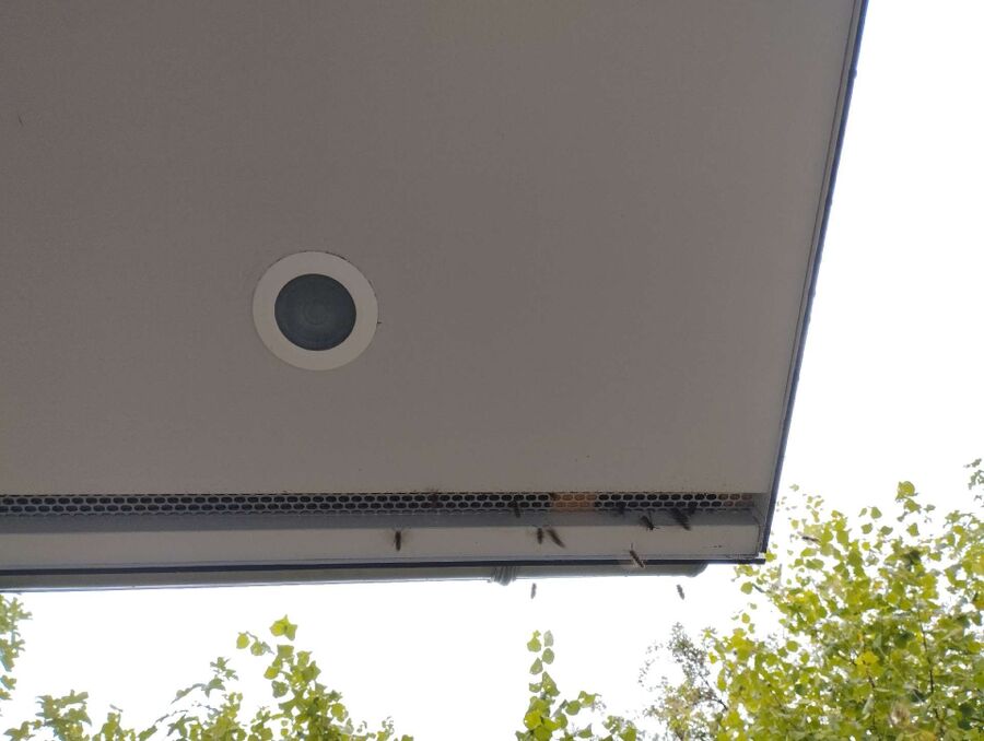 exterminateur d insectes a-Giffers.jpg