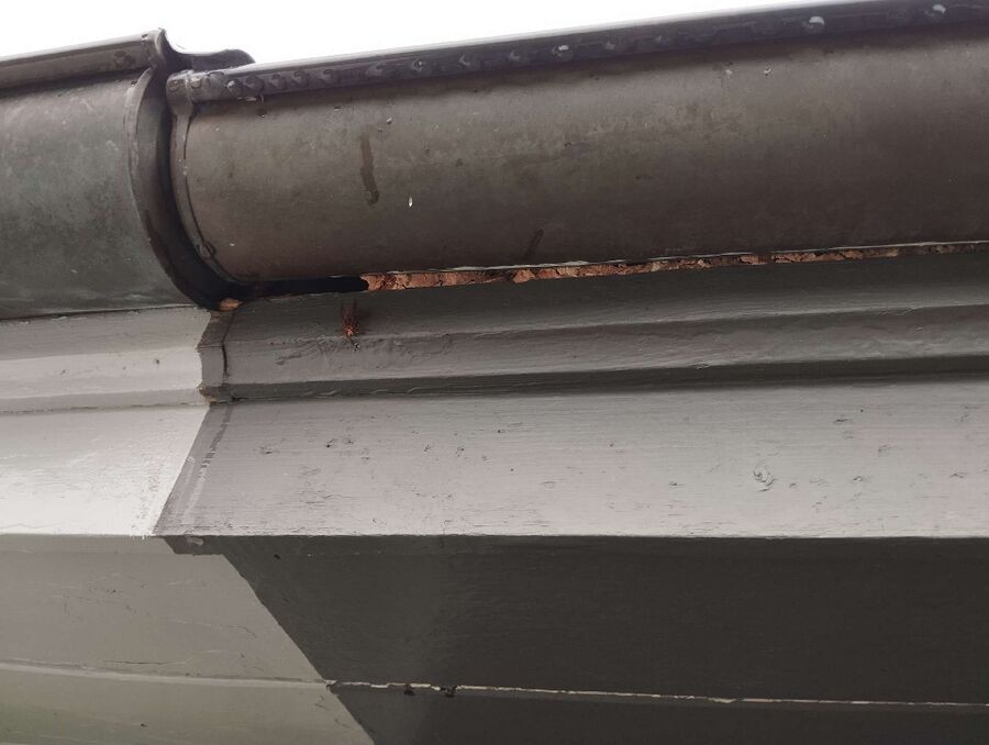 exterminateur d insectes a-Givisiez.jpg