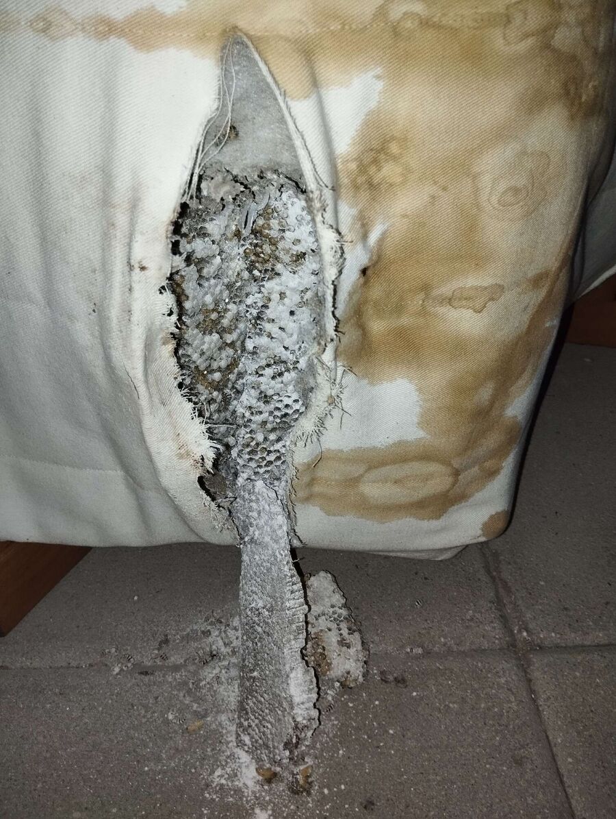 exterminateur d insectes a-Gletterens.jpg