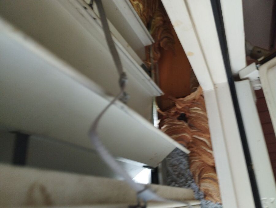 exterminateur d insectes a-Grandvillard.jpg