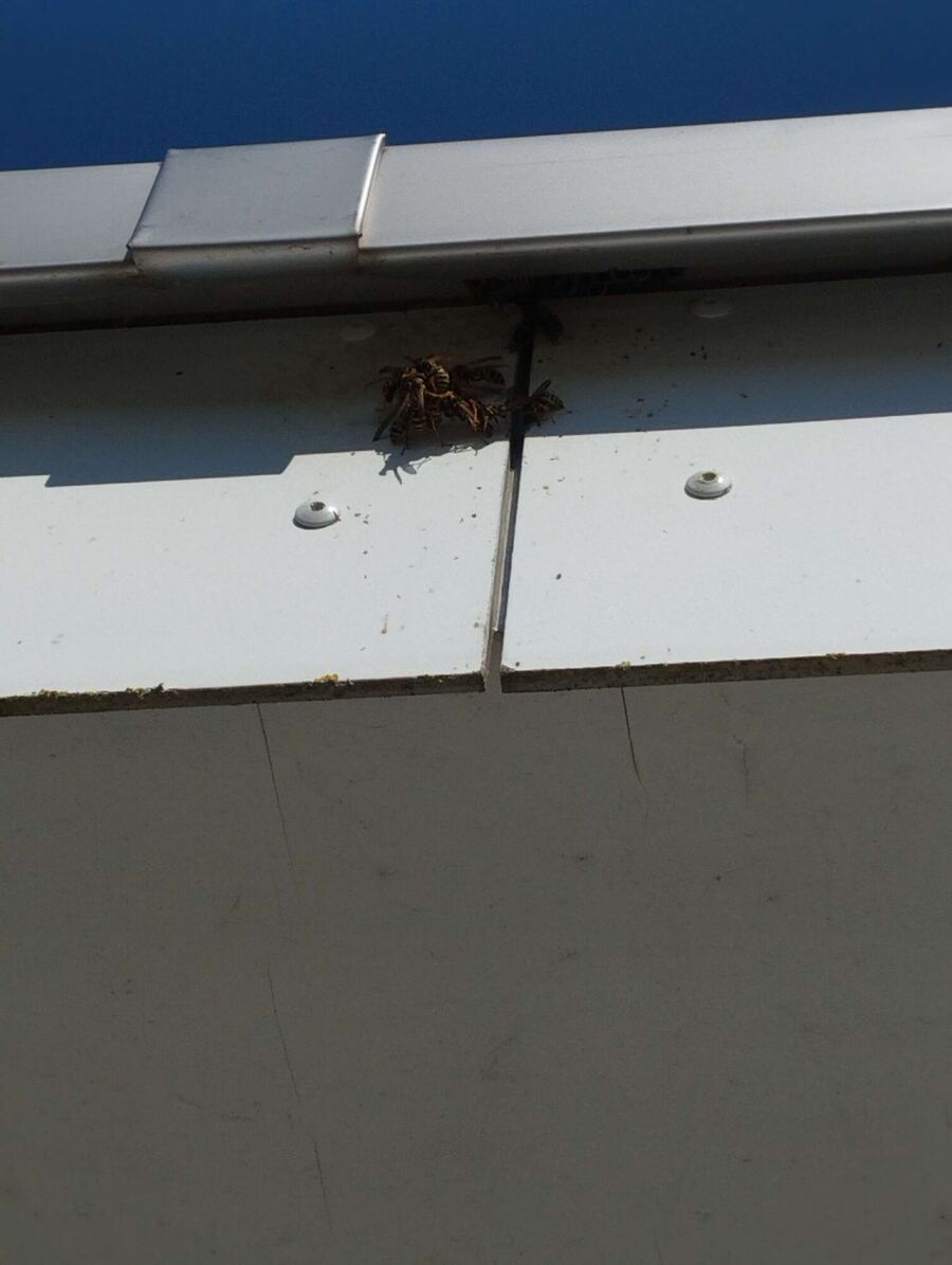 exterminateur d insectes a-Granges-Paccot.jpg