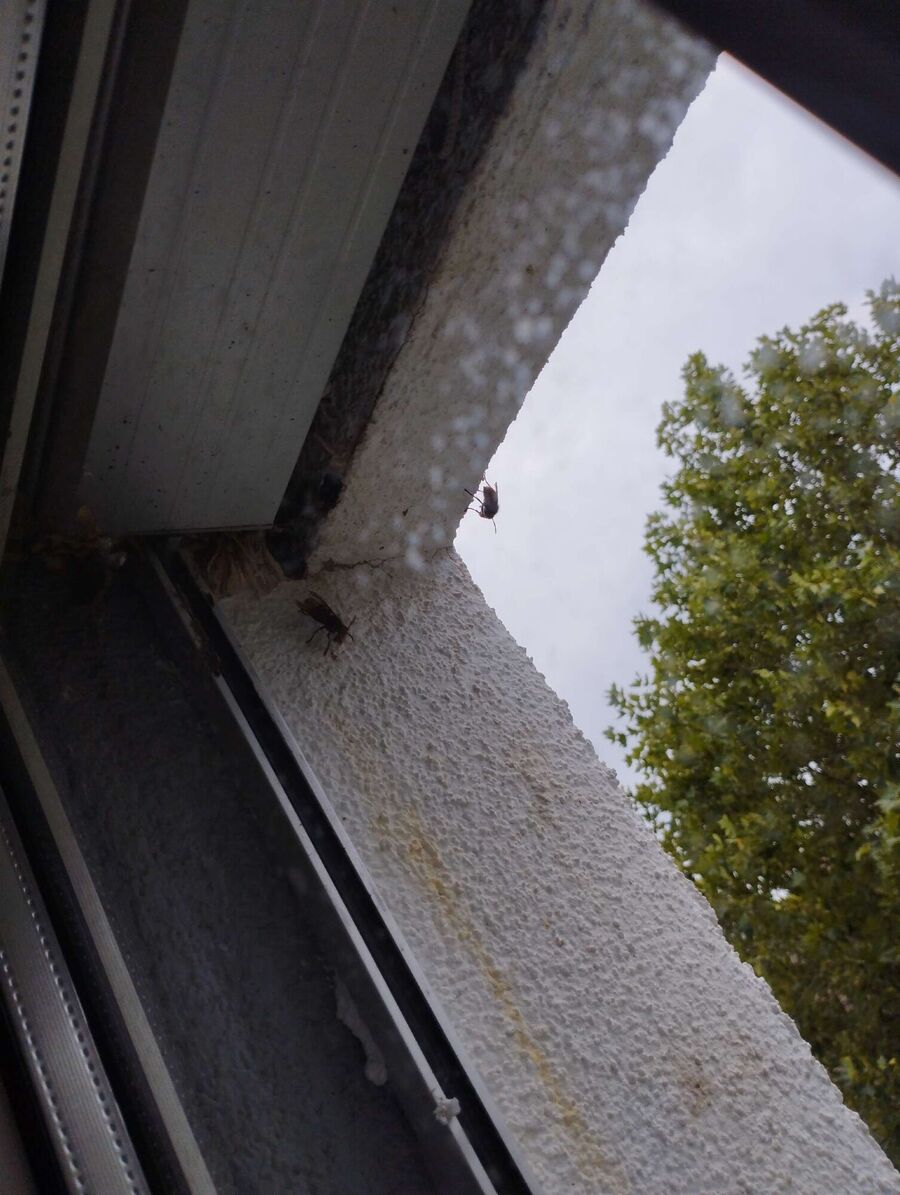 exterminateur d insectes a-Gruyères.jpg