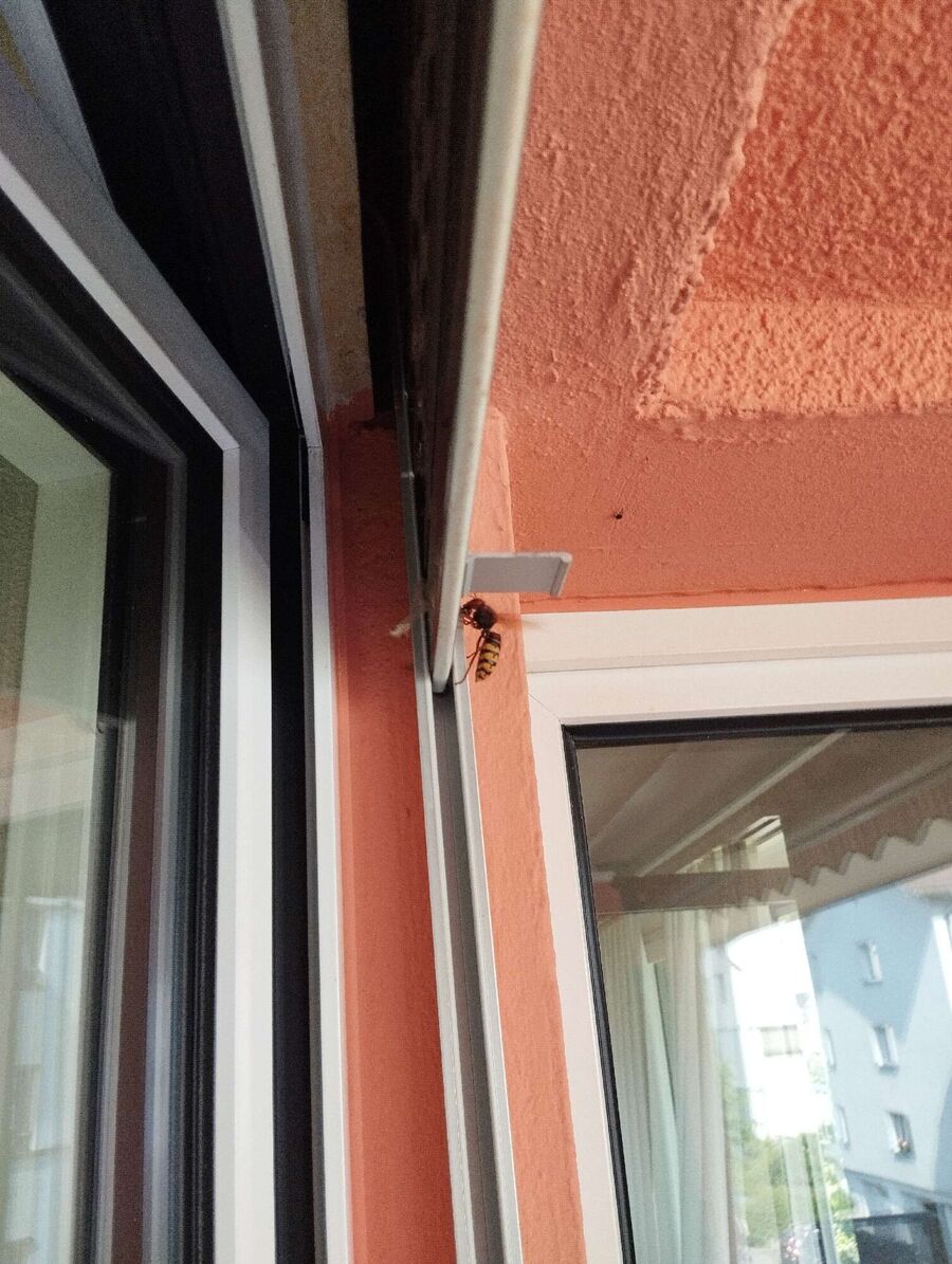 exterminateur d insectes a-Hauterive (FR).jpg