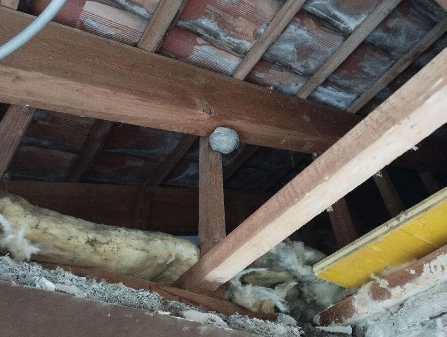 exterminateur d insectes a-Jaun.jpg