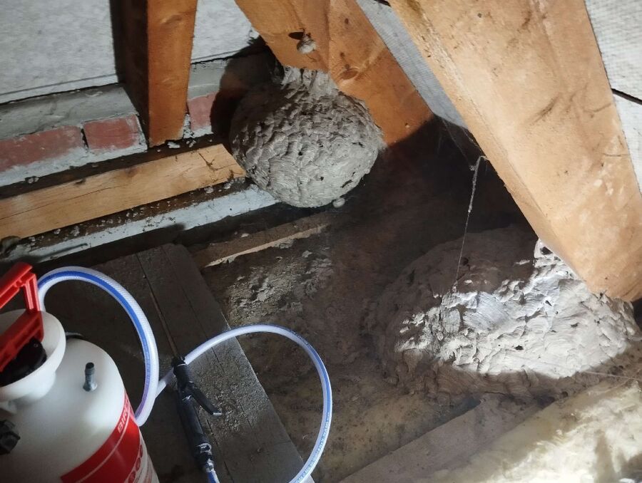 exterminateur d insectes a-Kerzers.jpg