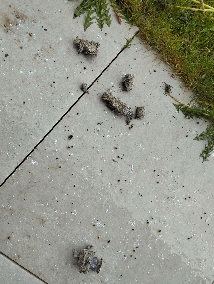 exterminateur d insectes a-La Sonnaz.jpg