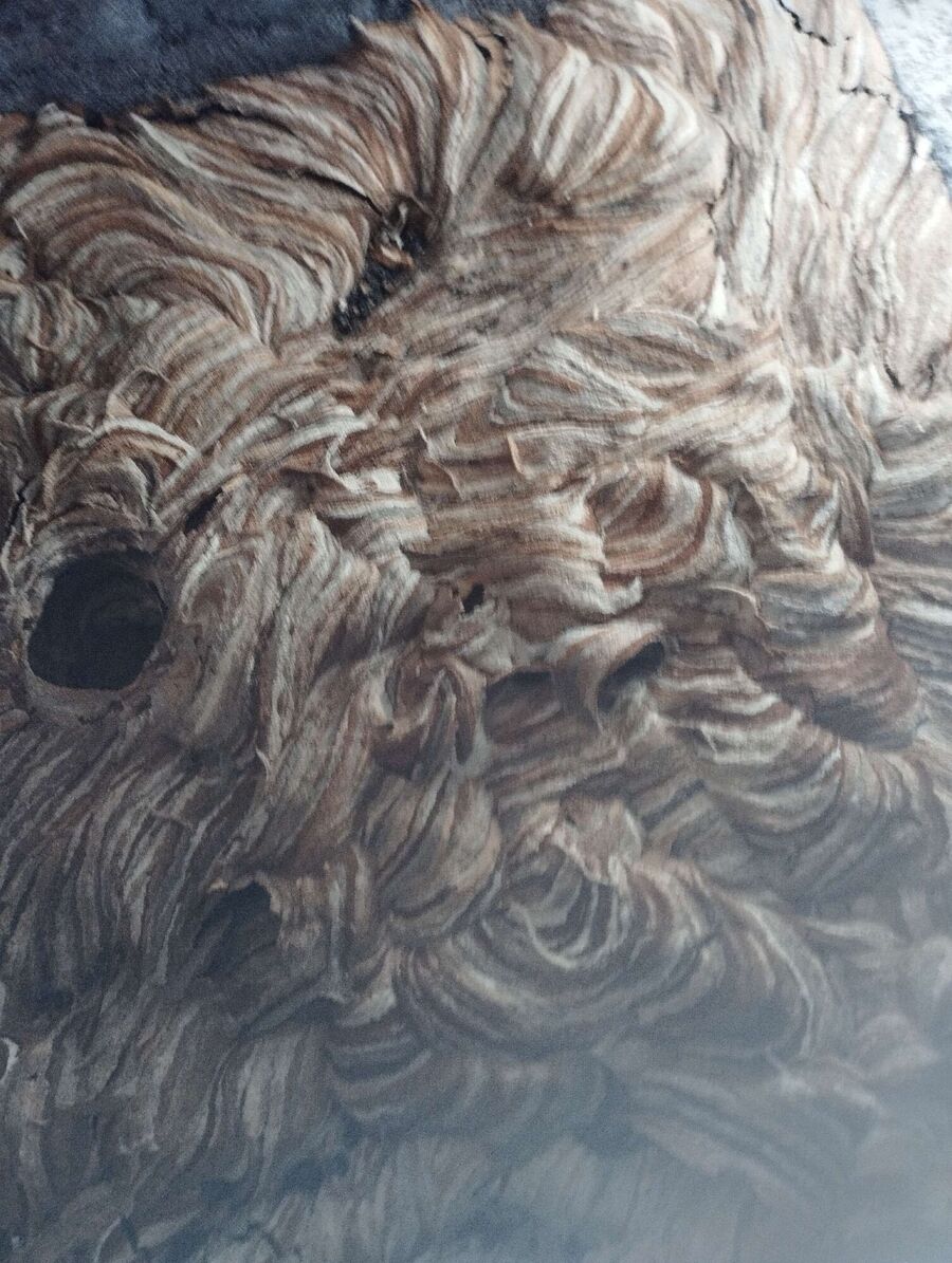 exterminateur d insectes a-Bardonnex.jpg