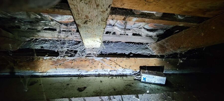 exterminateur d insectes a-Le Mouret.jpg