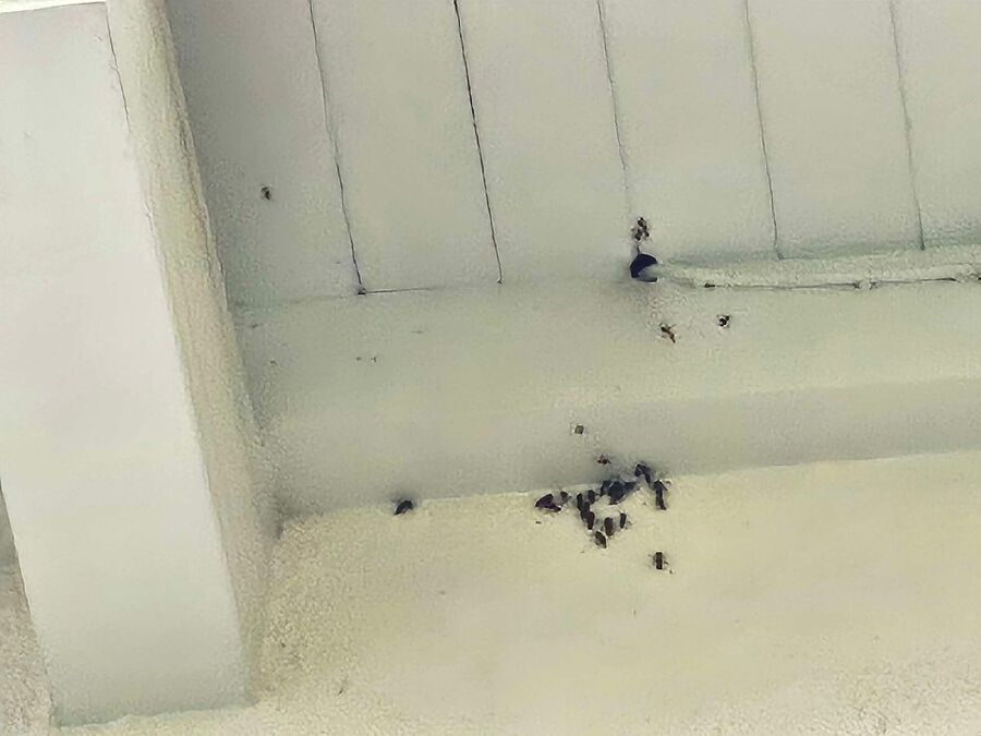 exterminateur d insectes a-Le Pâquier (FR).jpg