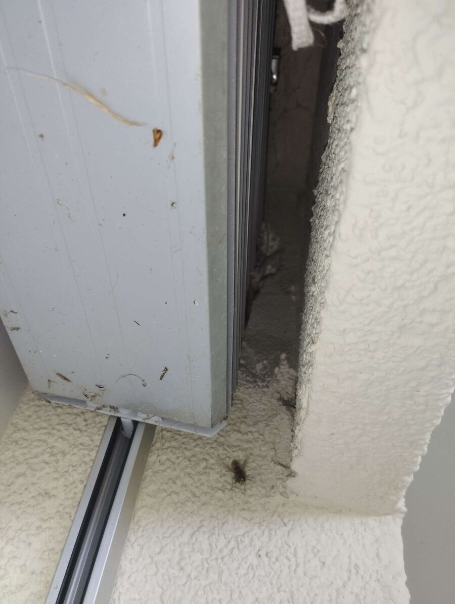 exterminateur d insectes a-Bellevue.jpg