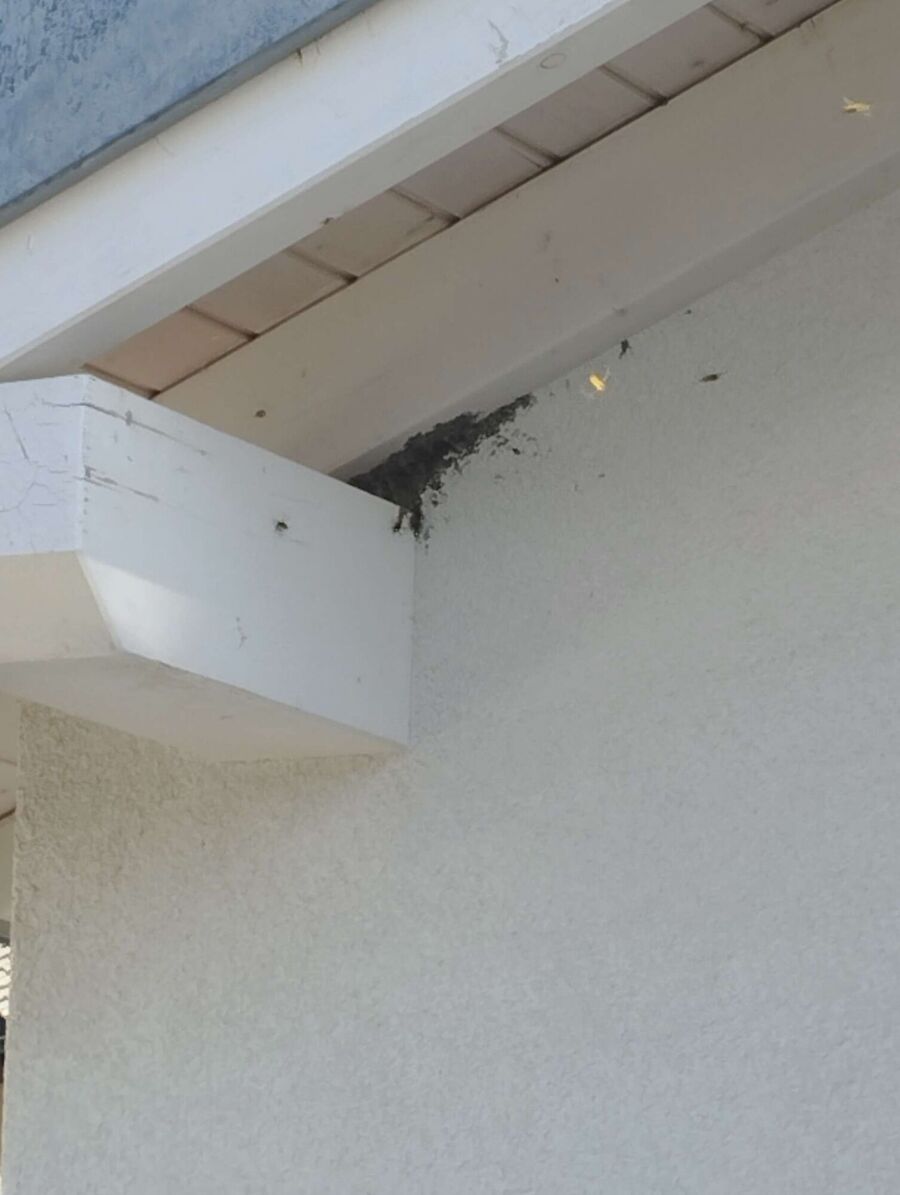 exterminateur d insectes a-Matran.jpg