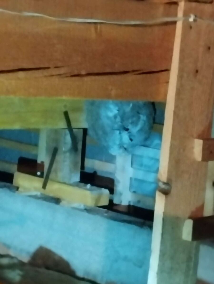 exterminateur d insectes a-Meyriez.jpg