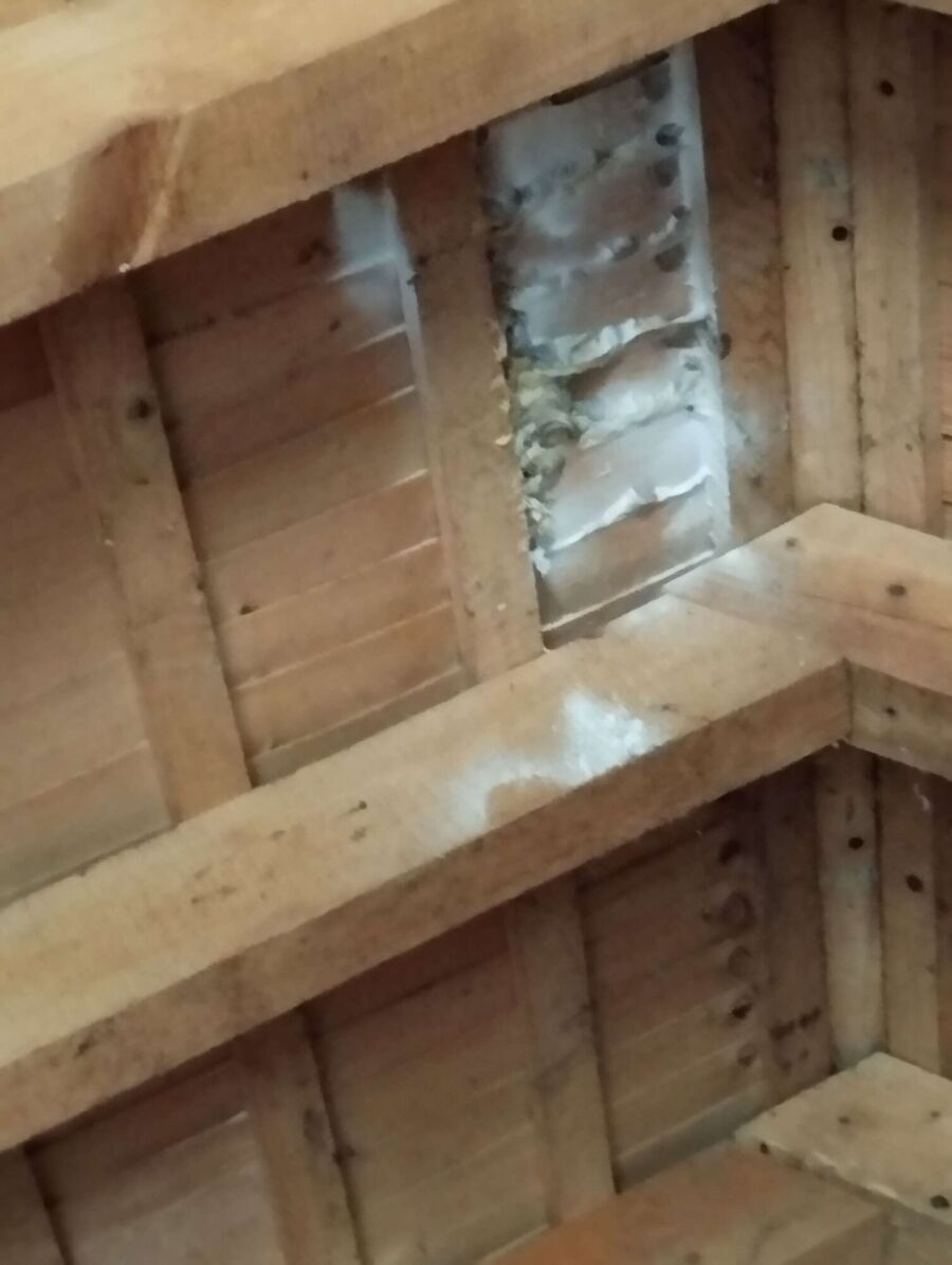 exterminateur d insectes a-Montagny (FR).jpg