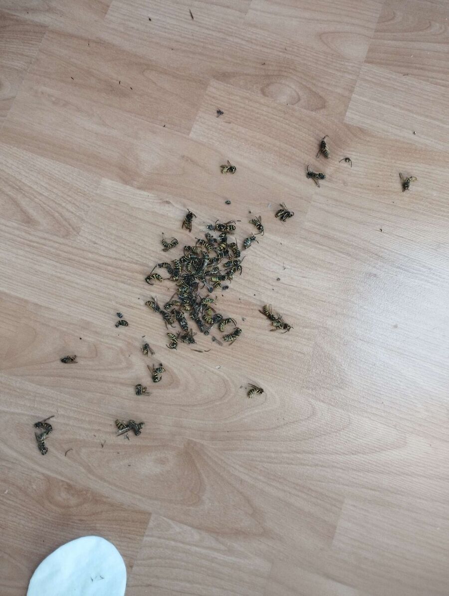 exterminateur d insectes a-Mont-Vully.jpg