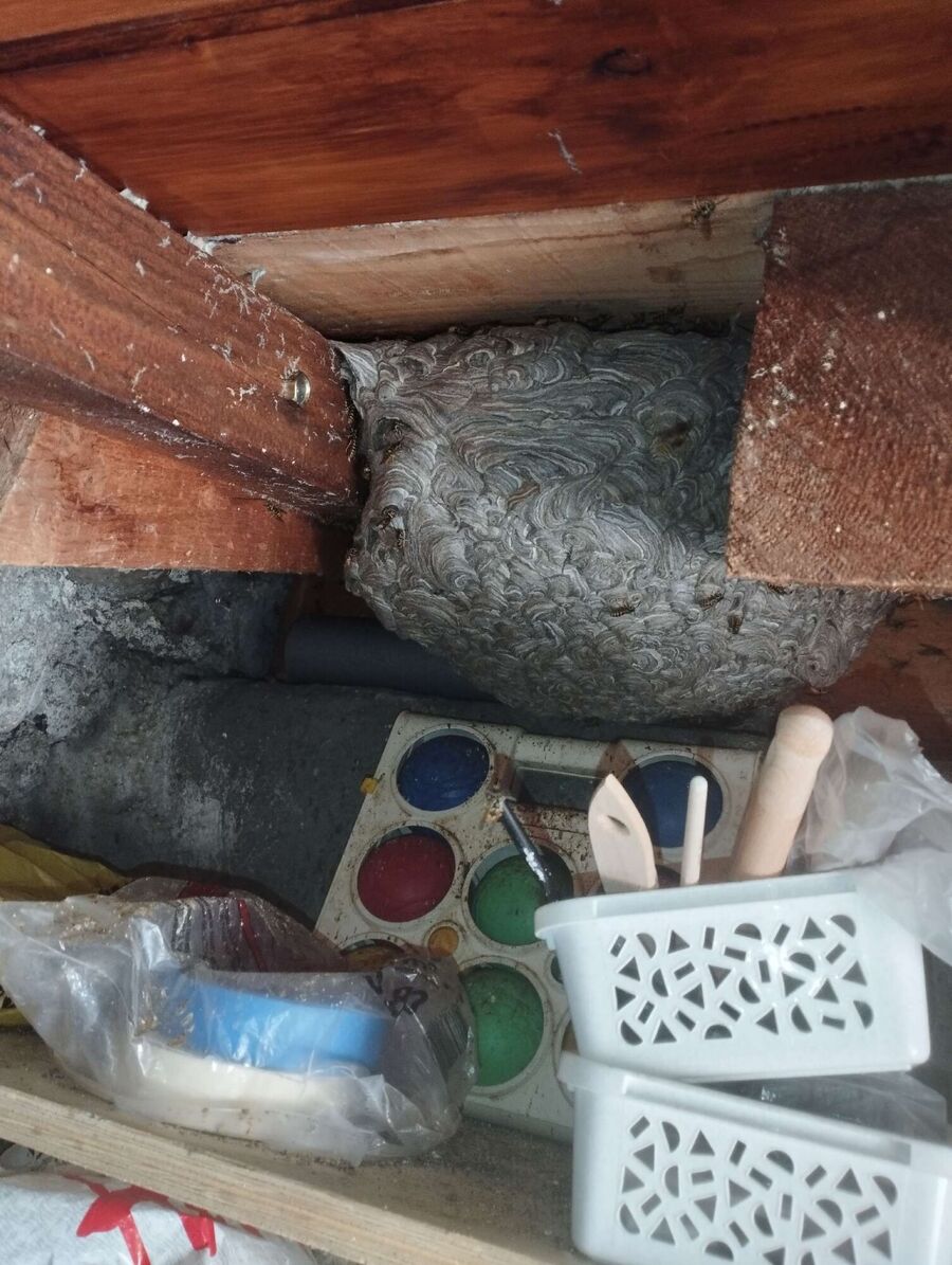 exterminateur d insectes a-Bernex.jpg