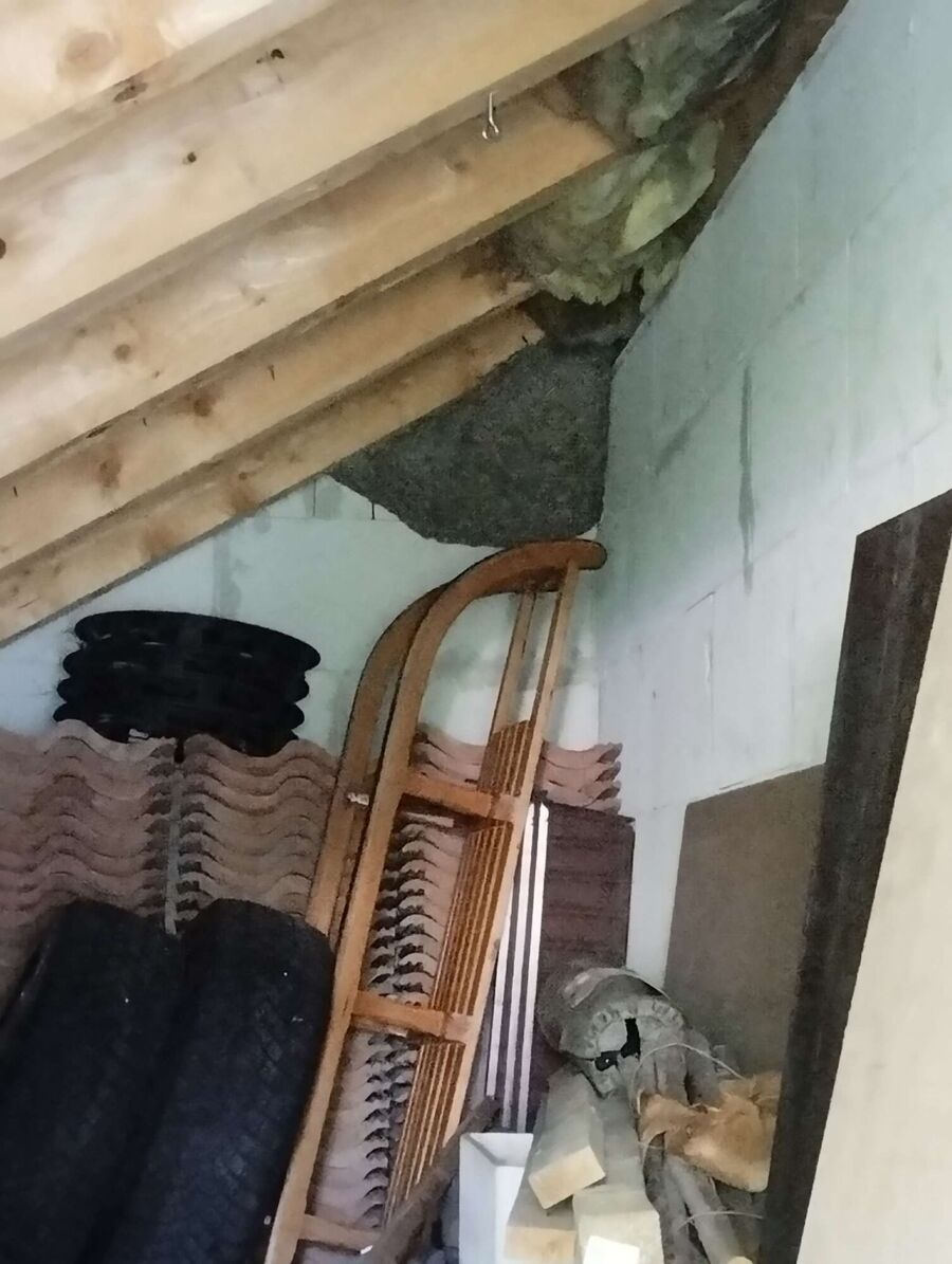 exterminateur d insectes a-Pierrafortscha.jpg