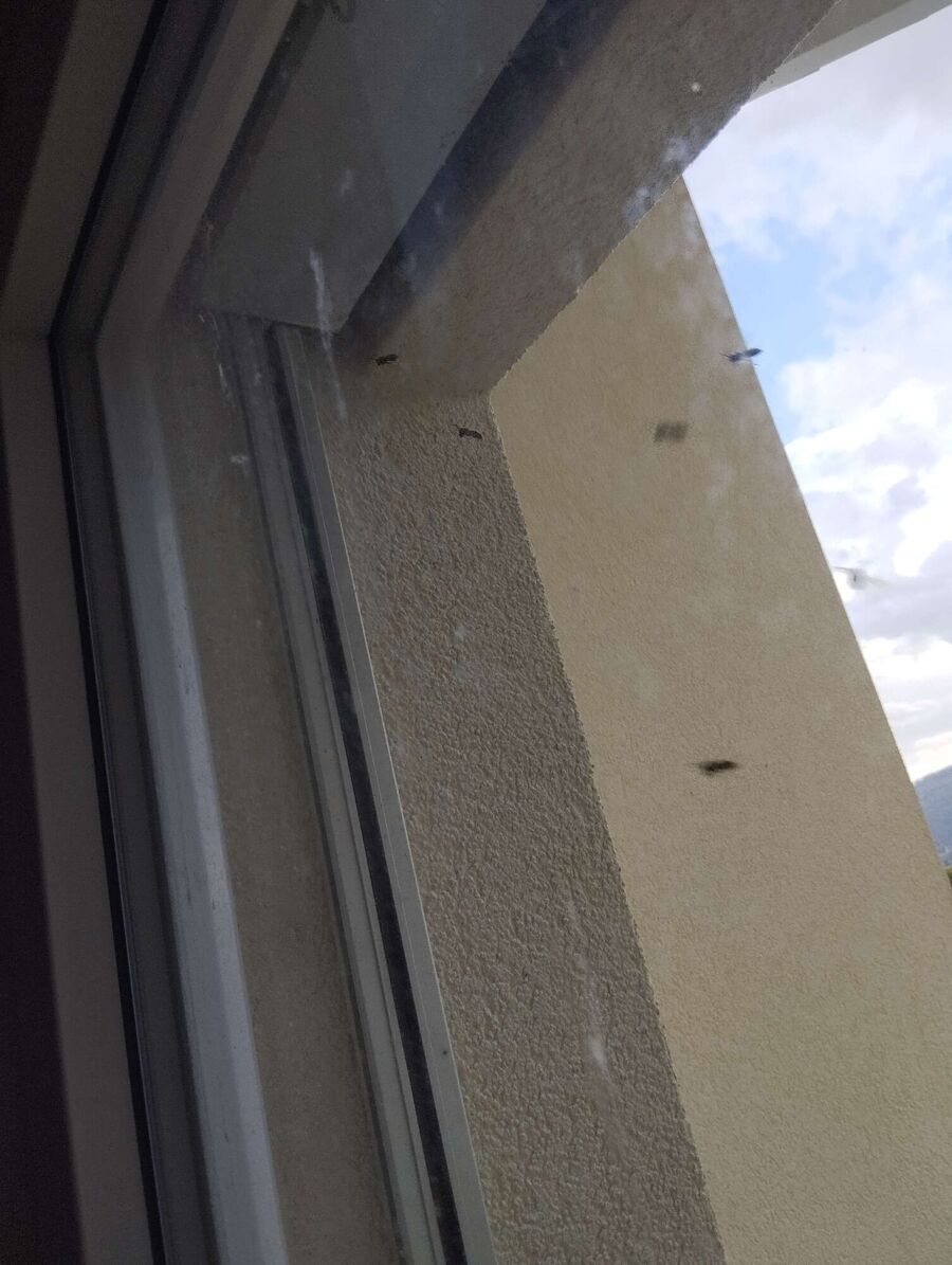 exterminateur d insectes a-Plaffeien.jpg