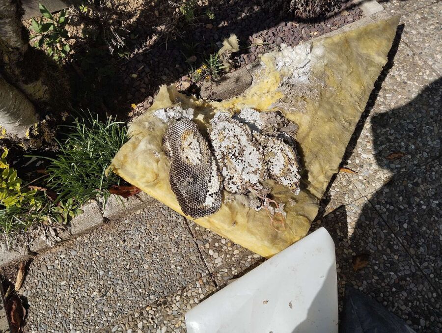 exterminateur d insectes a-Prévondavaux.jpg