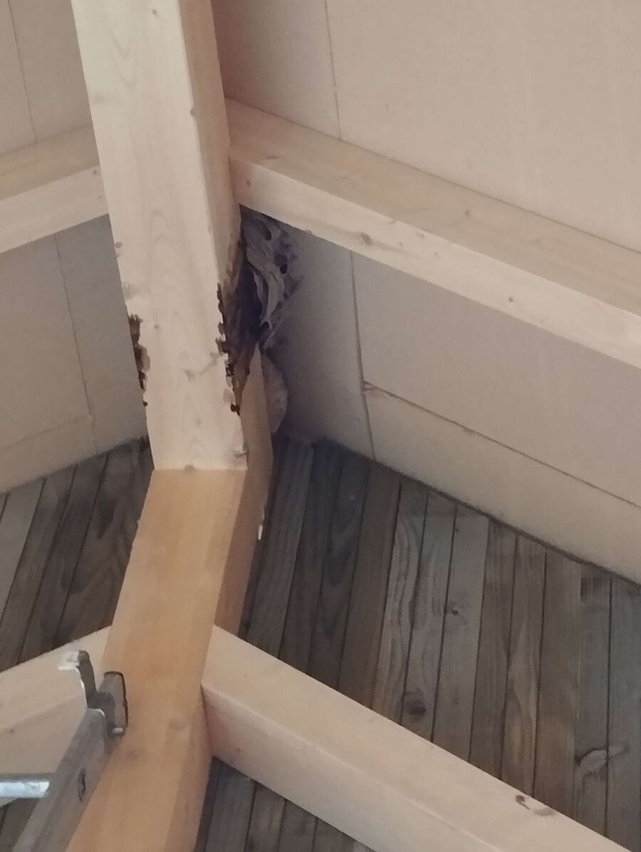 exterminateur d insectes a-Rechthalten.jpg