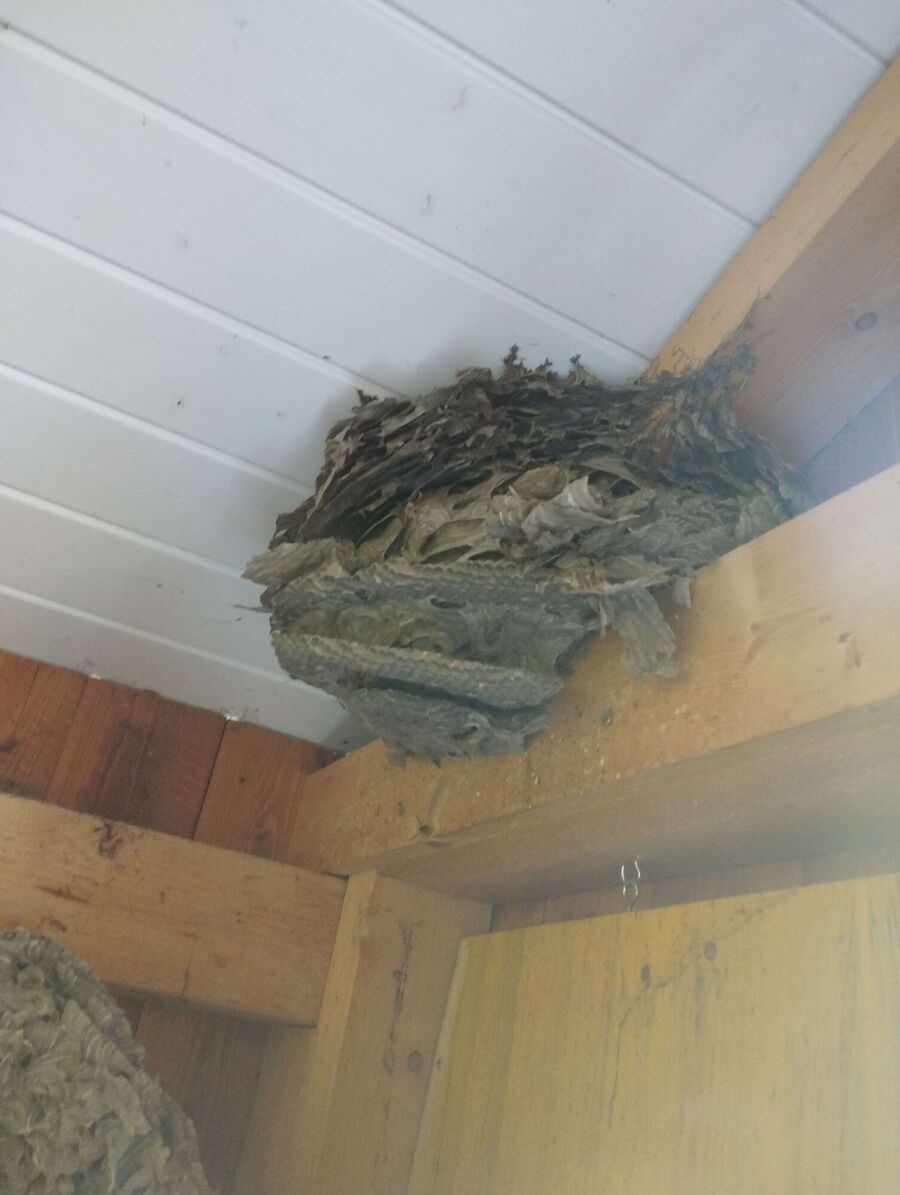 exterminateur d insectes a-Romont (FR).jpg