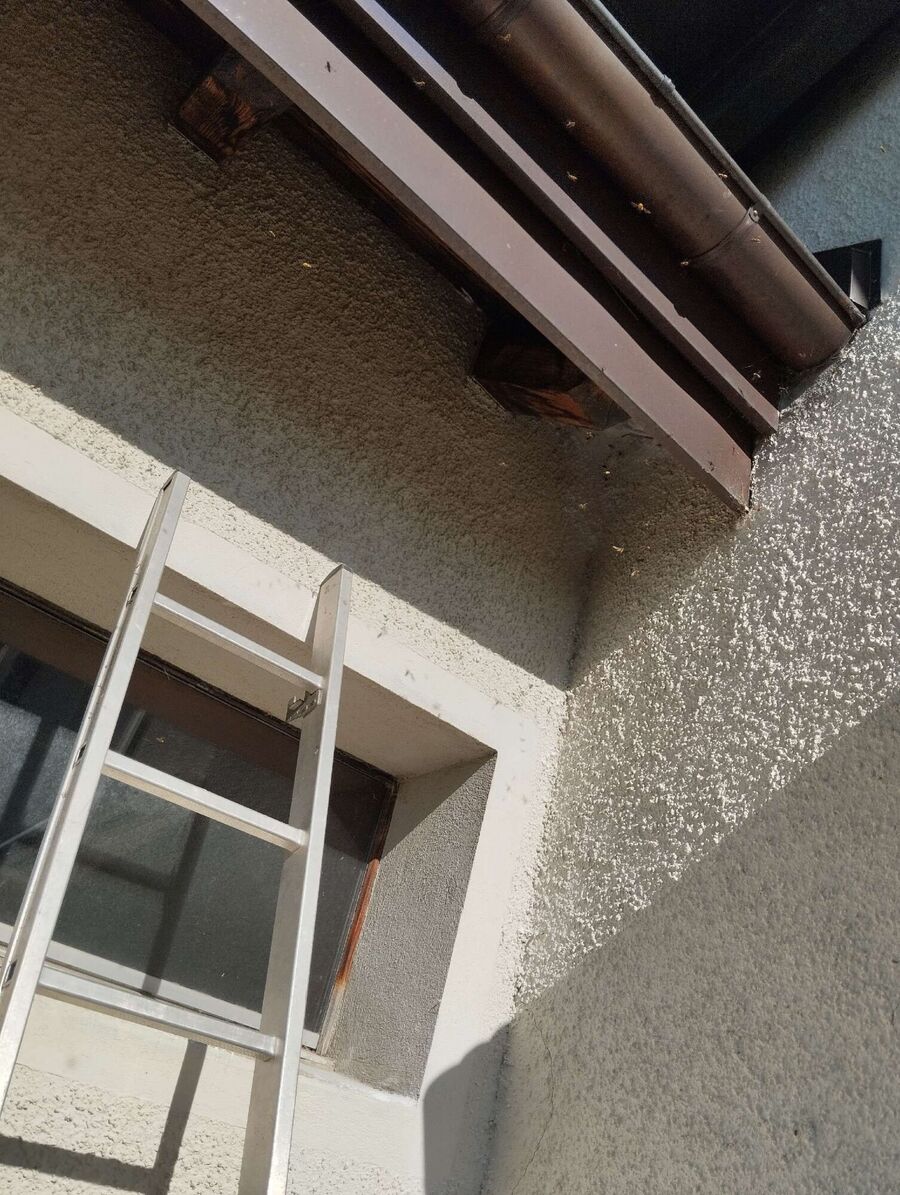 exterminateur d insectes a-Rue.jpg