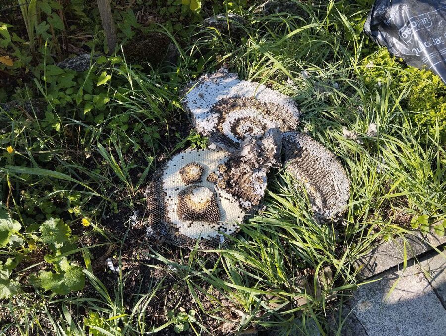 exterminateur d insectes a-Saint-Martin (FR).jpg