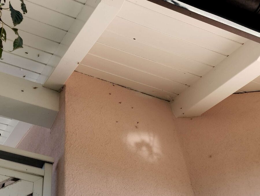 exterminateur d insectes a-Cartigny.jpg