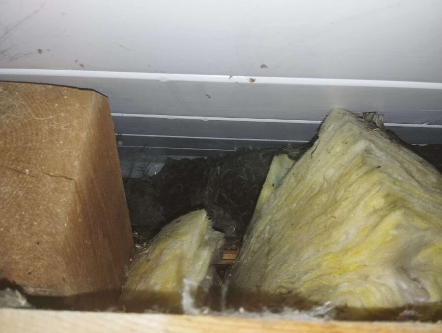 exterminateur d insectes a-Siviriez.jpg