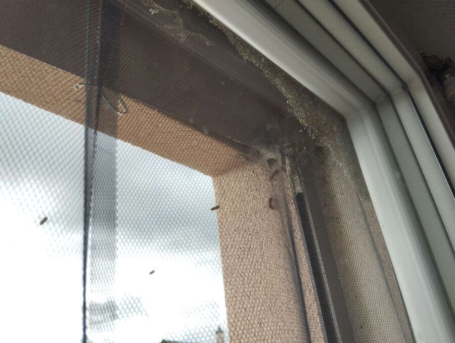 exterminateur d insectes a-Sorens.jpg