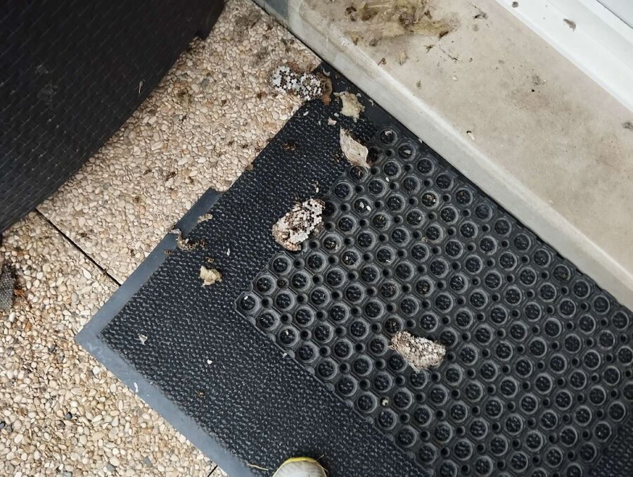 exterminateur d insectes a-St. Silvester.jpg