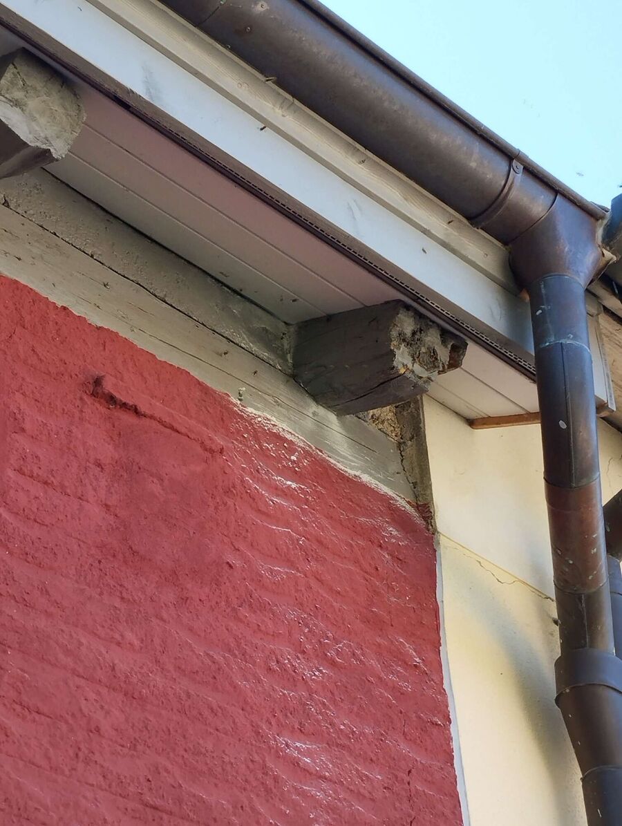 exterminateur d insectes a-Tafers.jpg