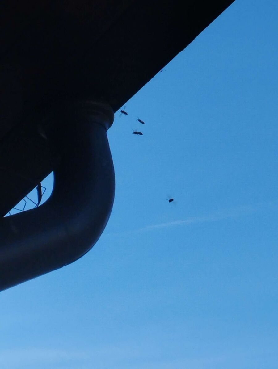 exterminateur d insectes a-Tentlingen.jpg