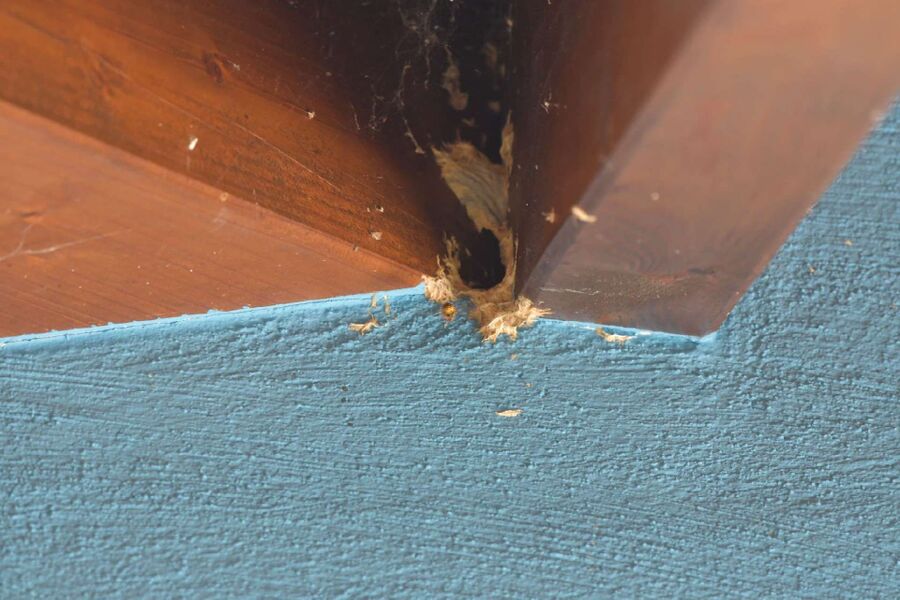 exterminateur d insectes a-Torny.jpg