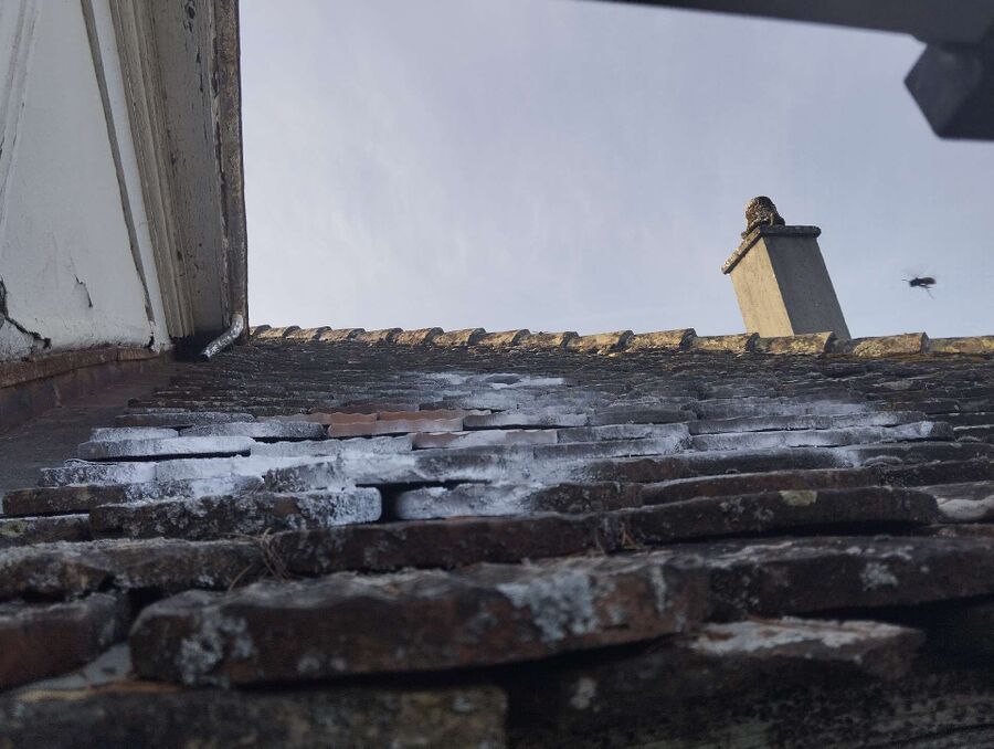 exterminateur d insectes a-Treyvaux.jpg