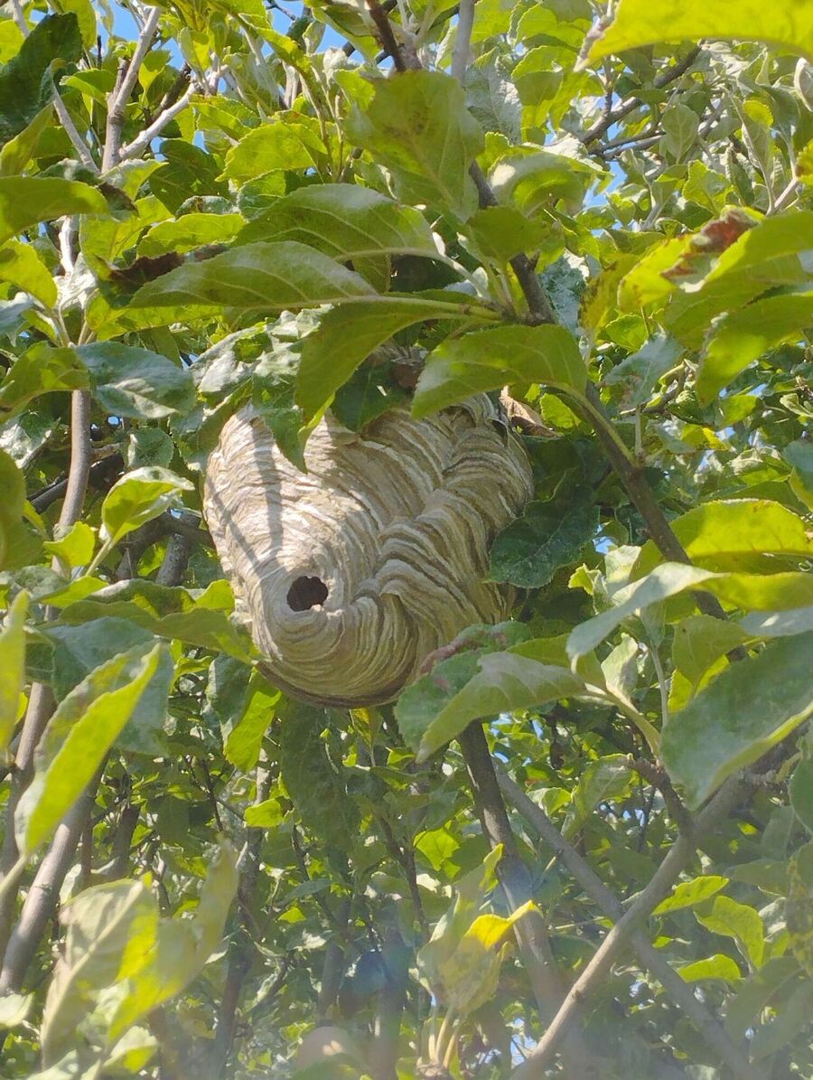 exterminateur d insectes a-Ursy.jpg