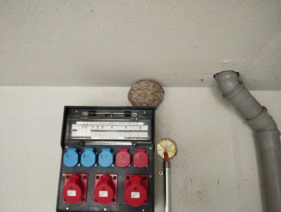 exterminateur d insectes a-Villarsel-sur-Marly.jpg