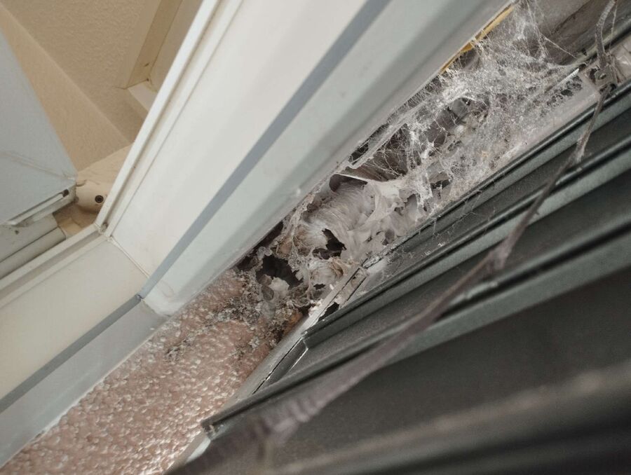 exterminateur d insectes a-Wünnewil-Flamatt.jpg