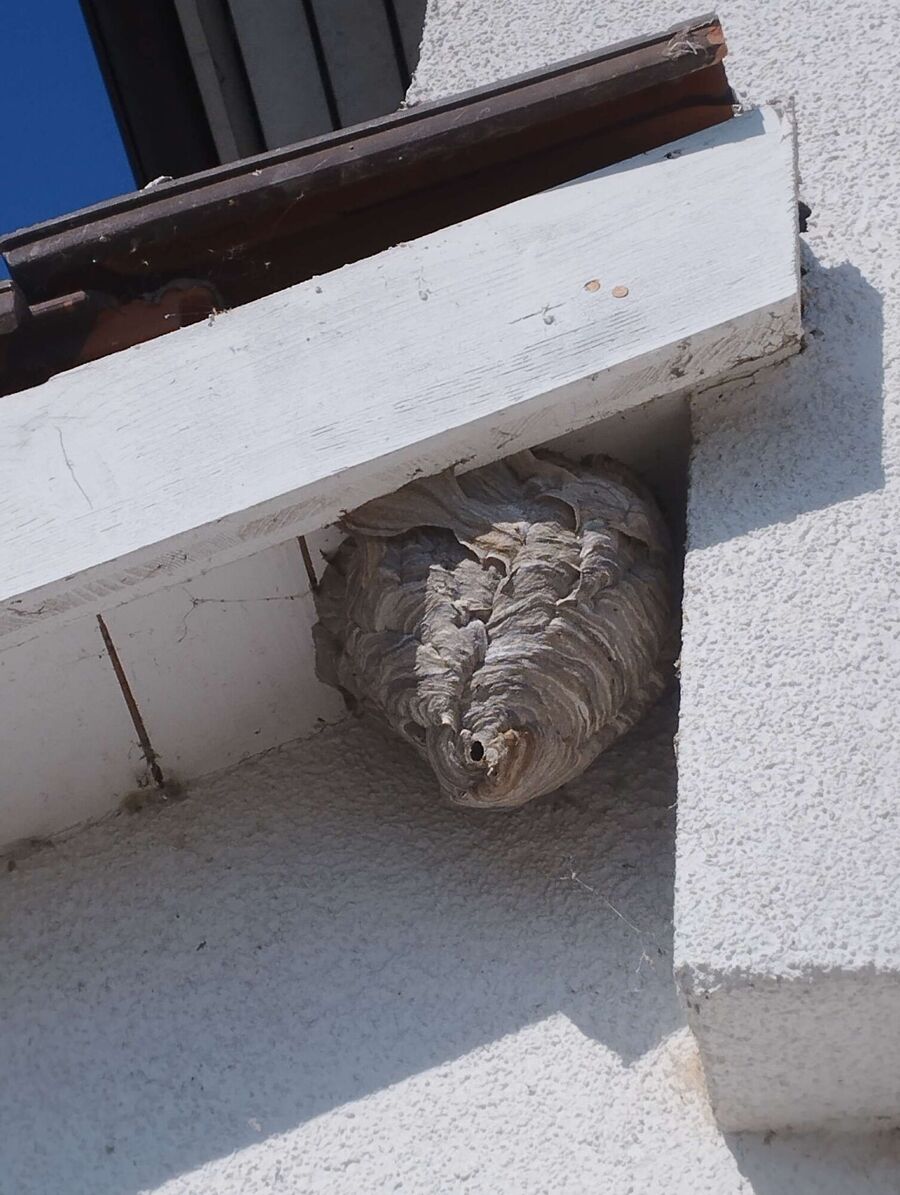 exterminateur d insectes a-Chêne-Bougeries.jpg