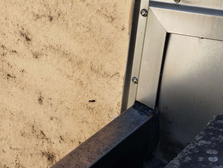 exterminateur d insectes a-Ballaigues.jpg