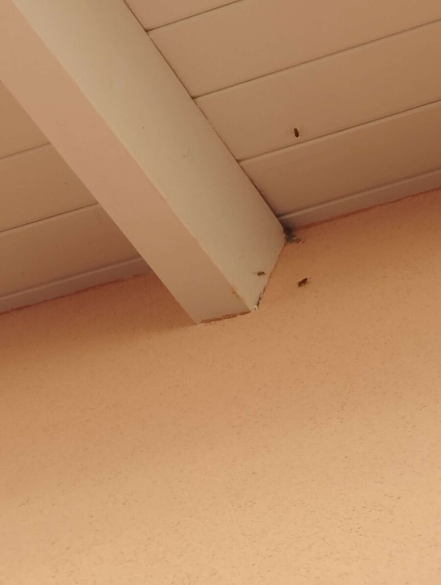 exterminateur d insectes a-Bassins.jpg