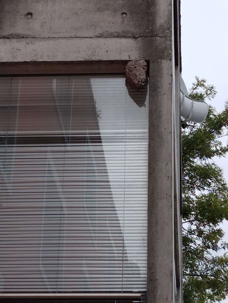 exterminateur d insectes a-Baulmes.jpg