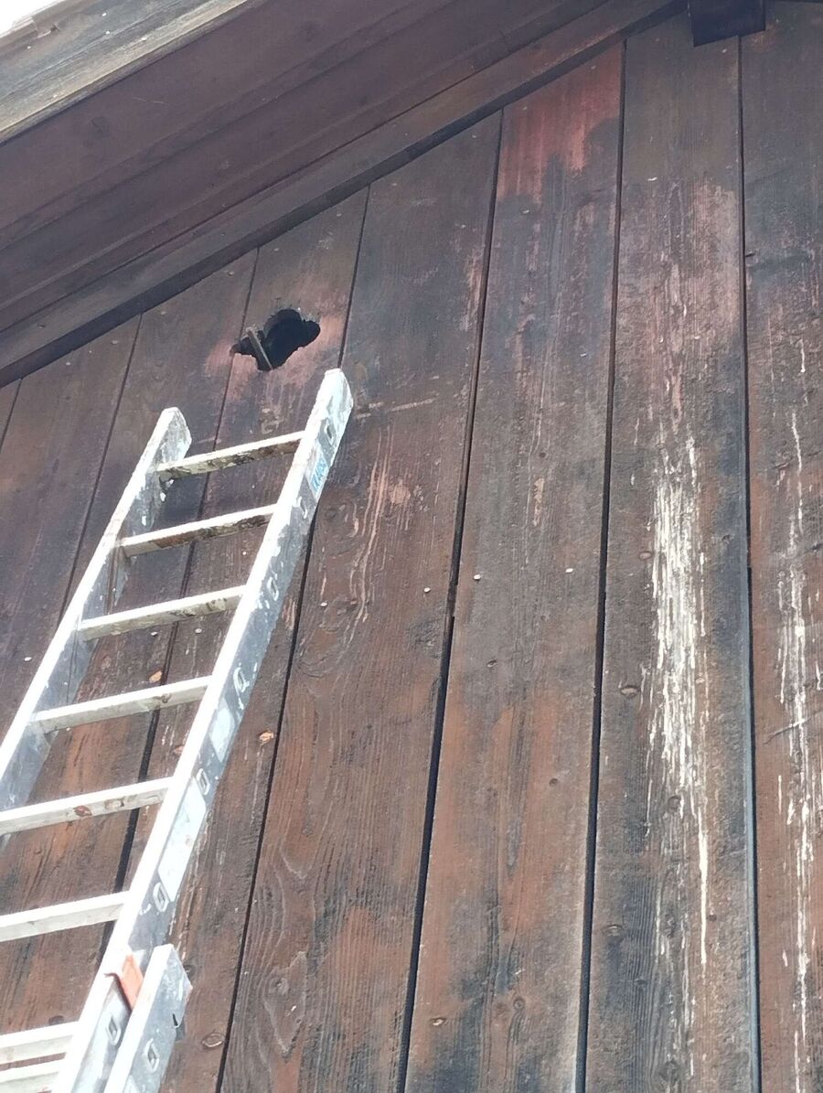 exterminateur d insectes a-Bavois.jpg