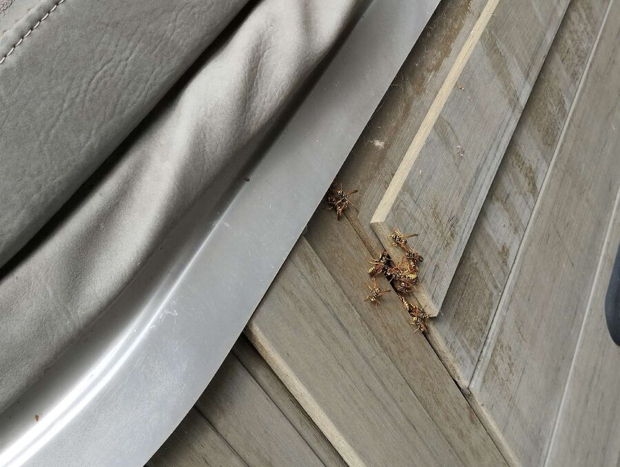 exterminateur d insectes a-Begnins.jpg