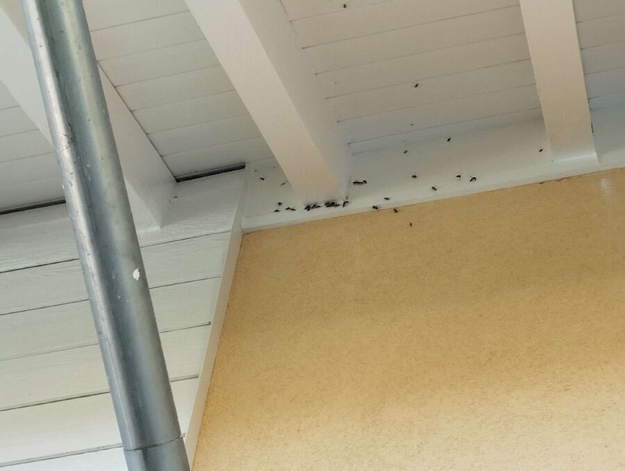 exterminateur d insectes a-Choulex.jpg